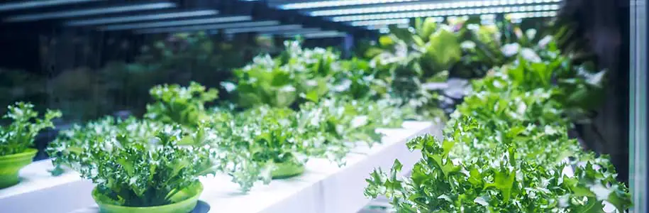 Top Tips For Hydroponic Trimmers – Accessories Guide