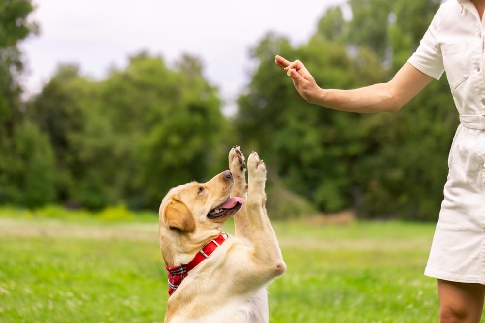 How To Train Your Dog: Step-By-Step Guide