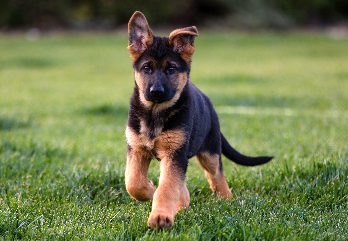 German Shepherd Puppy Care Guide